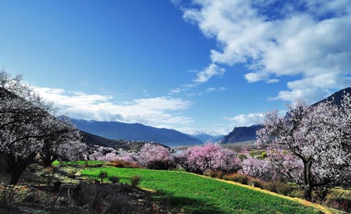 3月川藏线旅游赚翻了 藏历新年遇上林芝桃花节